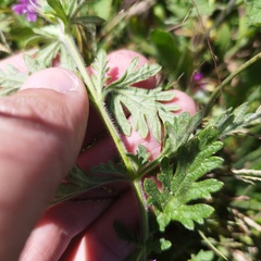 Glandularia canadensis