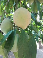 Garcinia