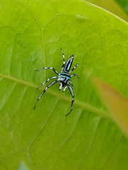 Cosmophasis micarioides