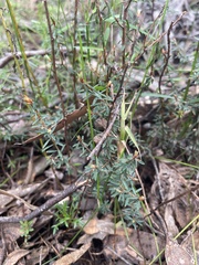 Pultenaea reflexifolia