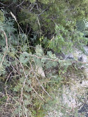 Mimosa aculeaticarpa