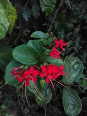 Clerodendrum