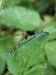 Austroagrion exclamationis