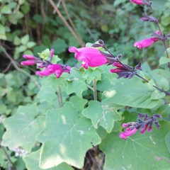 Salvia involucrata