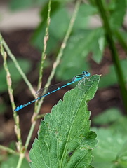 Austroagrion exclamationis