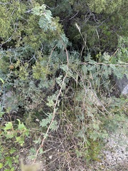 Mimosa aculeaticarpa