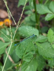 Austroagrion exclamationis