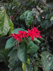 Clerodendrum