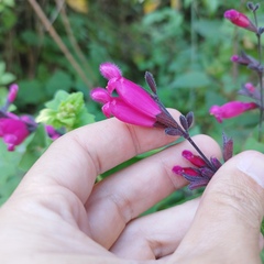 Salvia involucrata