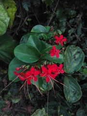Clerodendrum