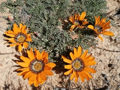 Gazania leiopoda