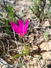Hesperantha latifolia