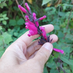 Salvia involucrata