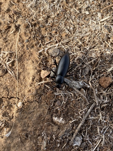 iNaturalist observation photo of Eleodes gigantea