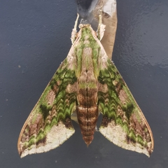 Xylophanes fusimacula