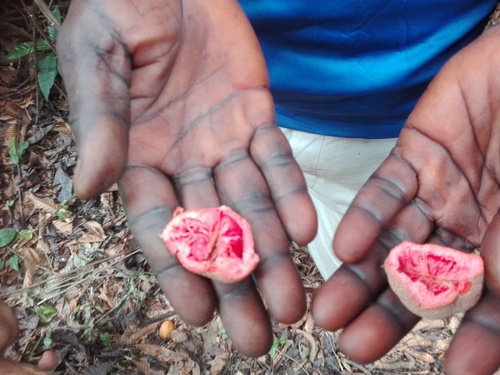 oubli fruit tree