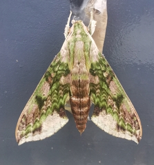 Xylophanes fusimacula