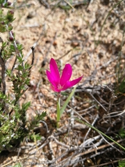 Hesperantha latifolia