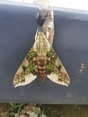 Xylophanes fusimacula