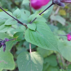 Salvia involucrata