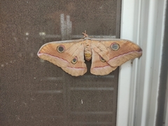 Antheraea