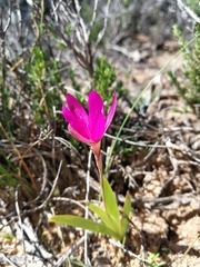 Hesperantha latifolia
