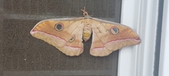 Antheraea