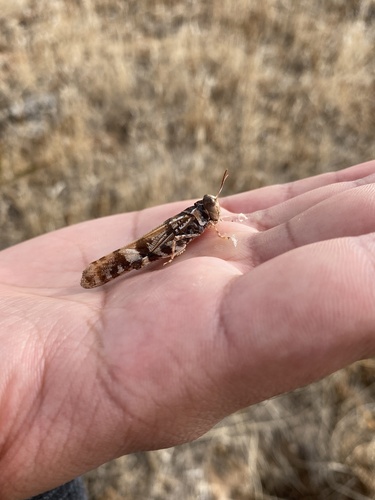 iNaturalist observation photo of Spurcate Grasshopper
