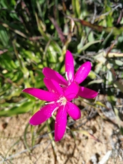 Hesperantha latifolia