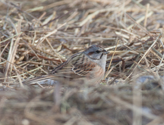 Emberiza godlewskii