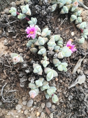 Braunsia maximilianii