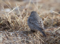 Carpodacus rubicilla