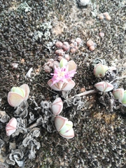 Braunsia maximilianii