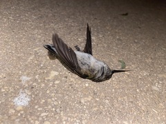 Trochilidae