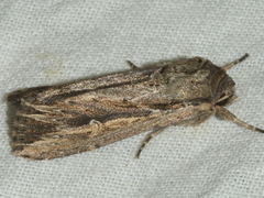 Persectania dyscrita