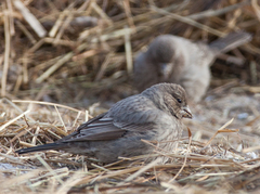 Carpodacus rubicilla