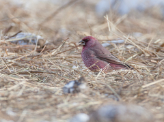Carpodacus rubicilla