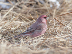Carpodacus rubicilla