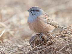 Emberiza godlewskii