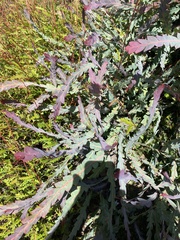 Acacia glaucoptera