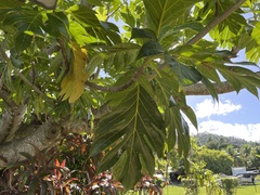 Artocarpus altilis