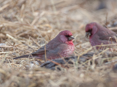 Carpodacus rubicilla