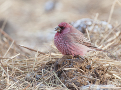 Carpodacus rubicilla