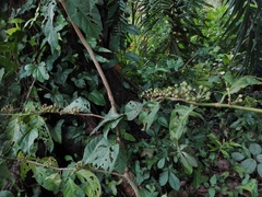 Rubiaceae