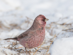 Carpodacus rubicilla