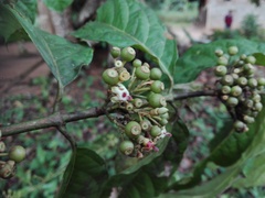 Rubiaceae