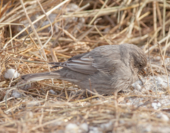 Carpodacus rubicilla