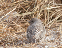 Carpodacus rubicilla
