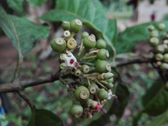 Rubiaceae