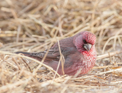 Carpodacus rubicilla